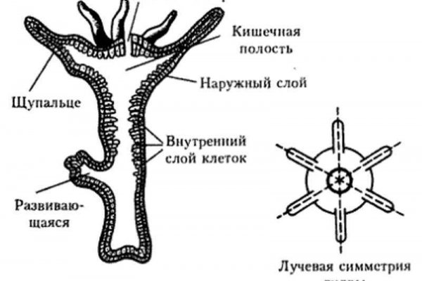 Официальный сайт kraken kraken clear com